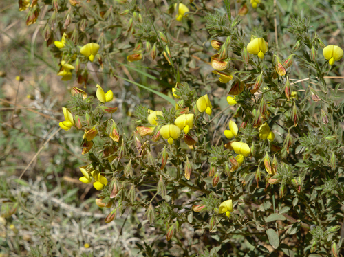 Ononis natrix - Photo (c) Jaume Piera, some rights reserved (CC BY-NC)