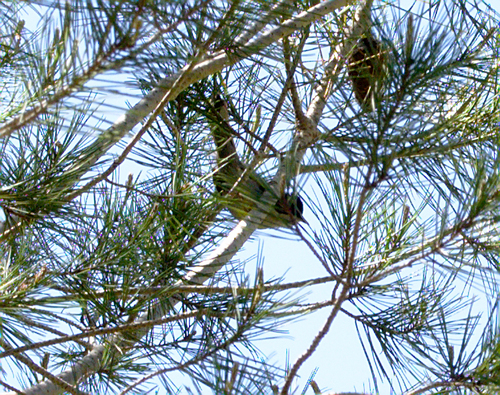 Curruca melanocephala - Photo (c) Jaume Piera, some rights reserved (CC BY-NC)