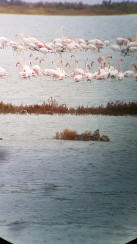 Phoenicopterus roseus - Photo (c) Jaume Piera, some rights reserved (CC BY-NC)