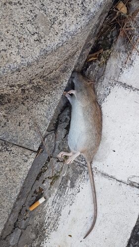 Rattus norvegicus - Photo (c) Jaume Piera, some rights reserved (CC BY-NC)