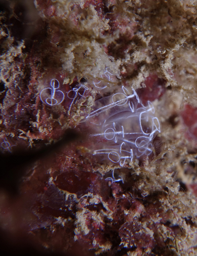 Clavelina lepadiformis - Photo (c) oriol_d, all rights reserved