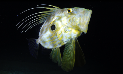 Zeus faber - Photo (c) xavi salvador costa, some rights reserved (CC BY-NC)