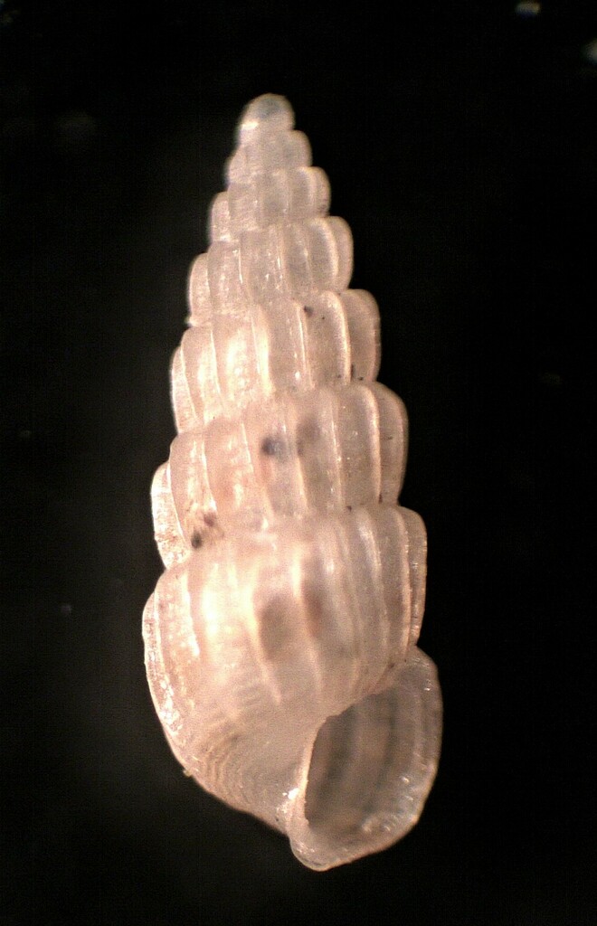 Pyrgiscus - Photo (c) Guillermo Alvarez Lerma, some rights reserved (CC BY-NC)