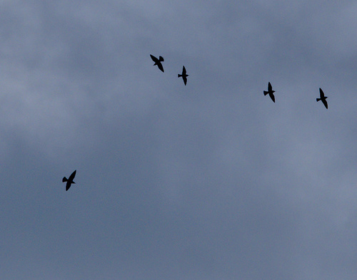 Merops apiaster - Photo (c) Jaume Piera, some rights reserved (CC BY-NC)