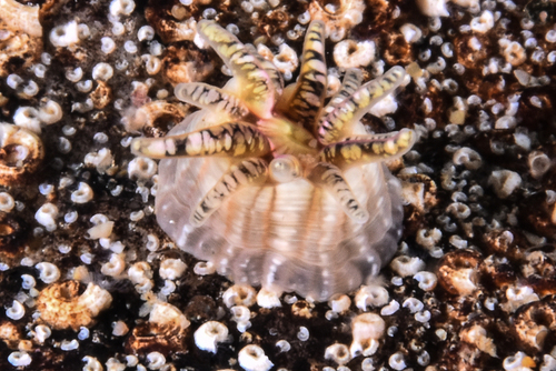 Aulactinia verrucosa - Photo (c) xavi salvador costa, some rights reserved (CC BY-NC)