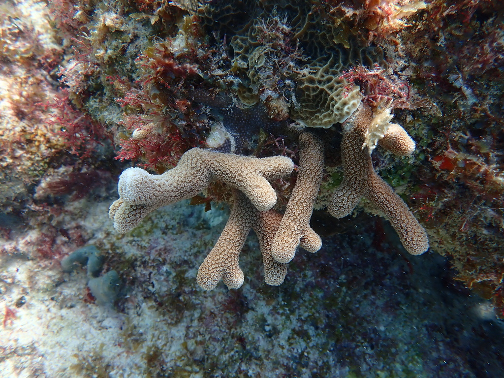Porites porites - Photo (c) Berta Companys Oliva, some rights reserved (CC BY-NC)