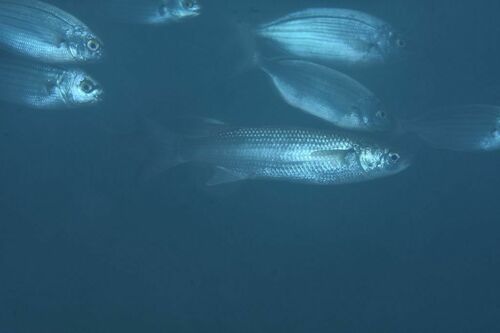 Chelon labrosus - Photo (c) xavi salvador costa, some rights reserved (CC BY-NC)