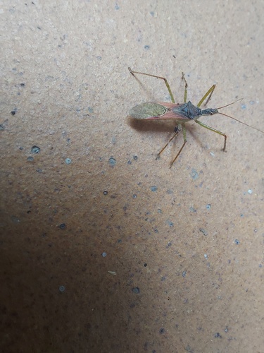 Zelus renardii - Photo (c) piripip, some rights reserved (CC BY-NC)