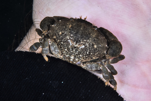 Xantho poressa - Photo (c) xavi salvador costa, some rights reserved (CC BY-NC)