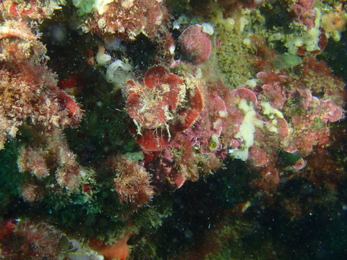 Peyssonnelia rubra - Photo (c) Guillermo Alvarez Lerma, some rights reserved (CC BY-NC)