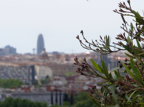 Nerium oleander - Photo (c) Jaume Piera, some rights reserved (CC BY-NC)