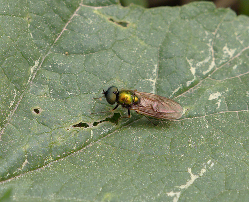 Stratiomyidae - Photo (c) Jaume Piera, some rights reserved (CC BY-NC)