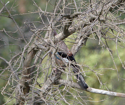 Garrulus glandarius - Photo (c) Jaume Piera, some rights reserved (CC BY-NC)