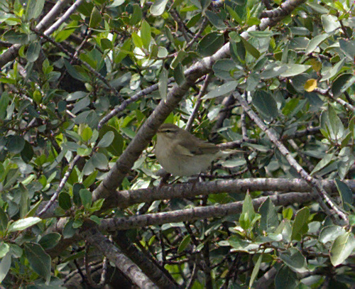 Phylloscopus trochilus - Photo (c) Jaume Piera, some rights reserved (CC BY-NC)