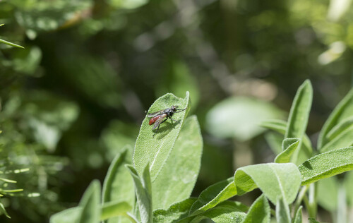 Cylindromyia bicolor - Photo (c) piripip, some rights reserved (CC BY-NC)