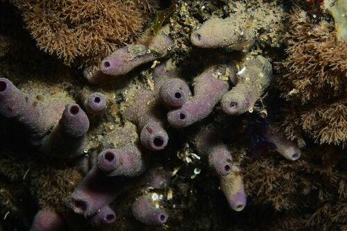 Haliclona viscosa - Photo (c) xavi salvador costa, some rights reserved (CC BY-NC)