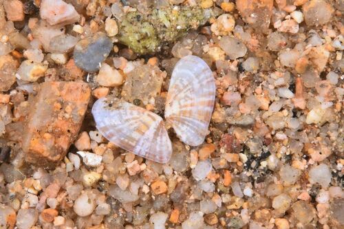 Moerella donacina - Photo (c) xavi salvador costa, some rights reserved (CC BY-NC)