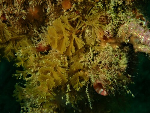 Bugula turbinata - Photo (c) Guillermo Alvarez Lerma, some rights reserved (CC BY-NC)