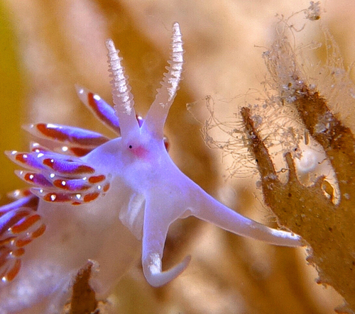 Facelina auriculata - Photo (c) oriol_d, all rights reserved