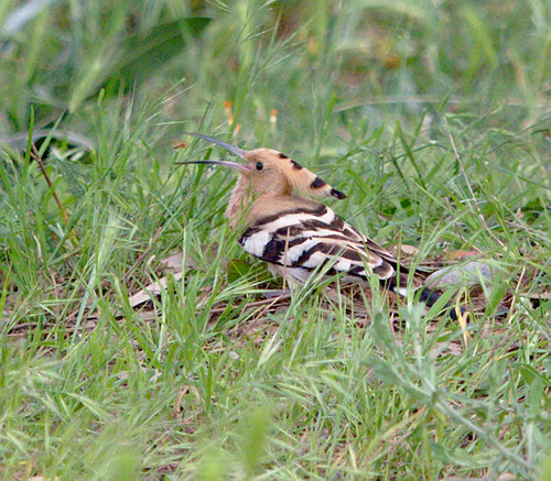 Upupa epops - Photo (c) Jaume Piera, some rights reserved (CC BY-NC)