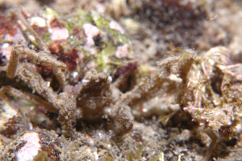 Inachus phalangium - Photo (c) oriol_d, all rights reserved