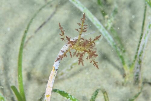 Laurencia - Photo (c) xavi salvador costa, some rights reserved (CC BY-NC)