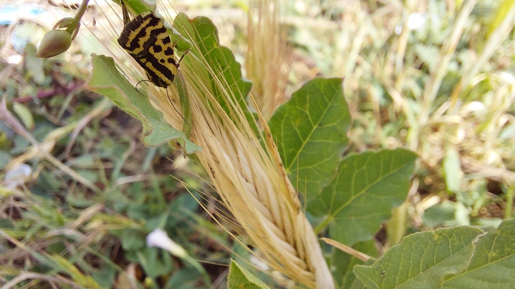 Acontia trabealis - Photo (c) sonialinan, some rights reserved (CC BY-NC)