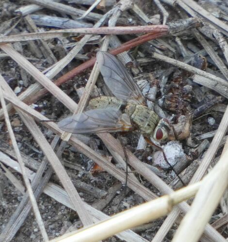 Microphthalma europaea - Photo (c) mediambient_ajelprat, some rights reserved (CC BY-NC)