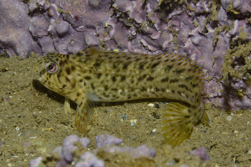 Parablennius sanguinolentus - Photo (c) oriol_d, all rights reserved