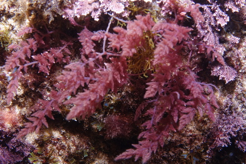 Asparagopsis armata - Photo (c) oriol_d, all rights reserved