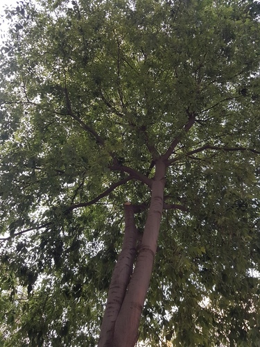Celtis australis - Photo (c) Jaume Piera, some rights reserved (CC BY-NC)