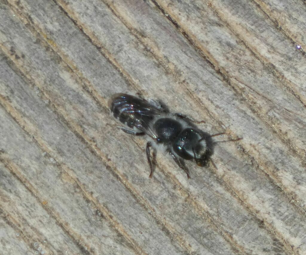 Osmiini - Photo (c) mediambient_ajelprat, some rights reserved (CC BY-NC)