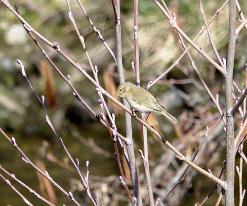 Phylloscopus collybita - Photo (c) Jaume Piera, some rights reserved (CC BY-NC)