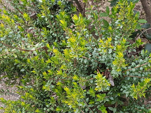 Myrtus communis - Photo (c) Jaume Piera, some rights reserved (CC BY-NC)