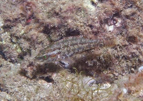 Symphodus roissali - Photo (c) oriol_d, all rights reserved