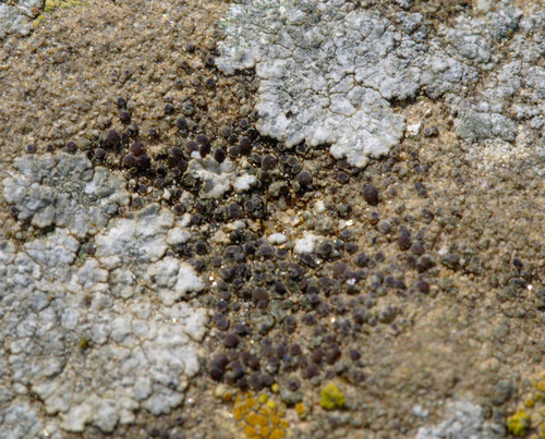 Asilidae - Photo (c) Jaume Piera, some rights reserved (CC BY-NC)