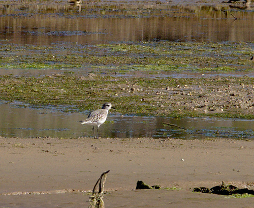 Pluvialis squatarola - Photo (c) Jaume Piera, some rights reserved (CC BY-NC)