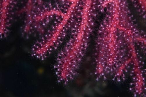 Paramuricea clavata - Photo (c) xavi salvador costa, some rights reserved (CC BY-NC)