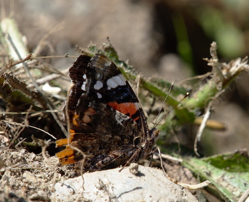 Vanessa atalanta - Photo (c) Jaume Piera, some rights reserved (CC BY-NC)