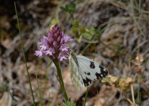 Pontia daplidice - Photo (c) Jaume Piera, some rights reserved (CC BY-NC)