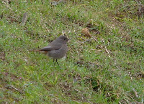Phoenicurus ochruros - Photo (c) Jaume Piera, some rights reserved (CC BY-NC)