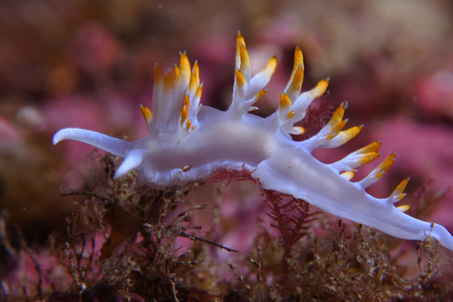 Luisella babai - Photo (c) oriol_d, all rights reserved