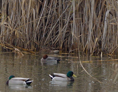 Mareca penelope - Photo (c) Jaume Piera, some rights reserved (CC BY-NC)