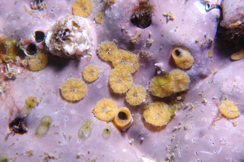 Cliona celata - Photo (c) oriol_d, all rights reserved