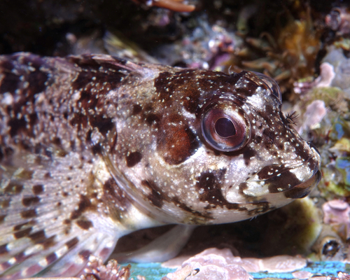 Lipophrys trigloides - Photo (c) oriol_d, all rights reserved