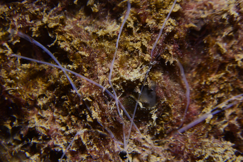 Polycirrus - Photo (c) oriol_d, all rights reserved