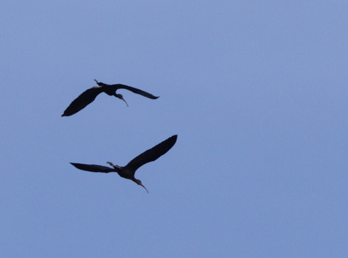 Plegadis falcinellus - Photo (c) Jaume Piera, some rights reserved (CC BY-NC)