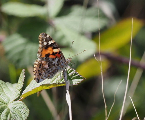 Vanessa cardui - Photo (c) Jaume Piera, some rights reserved (CC BY-NC)