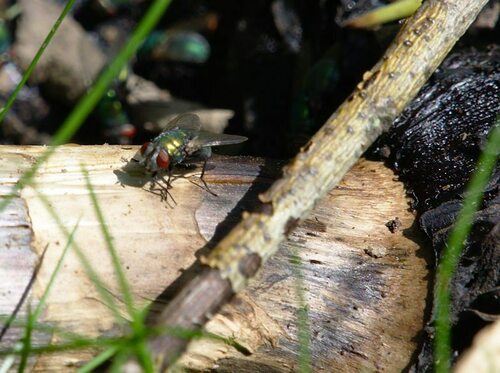 Lucilia - Photo (c) Jaume Piera, some rights reserved (CC BY-NC)