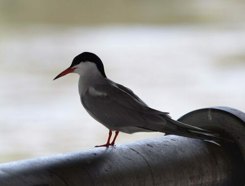 Sterna hirundo - Photo (c) Jaume Piera, some rights reserved (CC BY-NC)